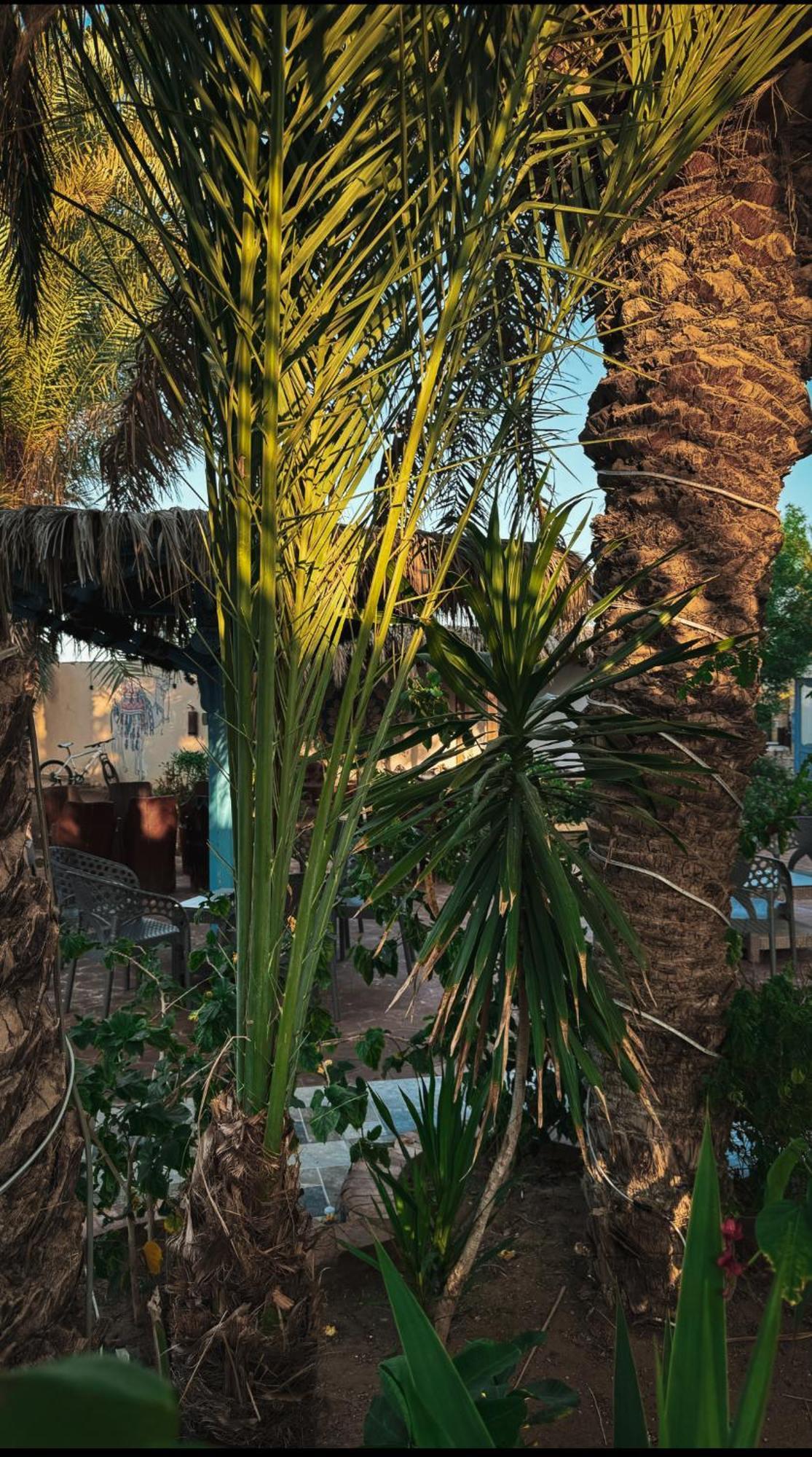 Miramar Camp Dahab Hotel Екстериор снимка